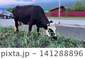 Cow grazing on roadside grass in Altai mountain village 141288896