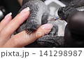 A woman's hand during a manicure. A woman getting a manicure. A manicurist is doing a client's nails at a nail salon. Beauty salon concept: manicures, pedicures. A woman's hand during a manicure. A woman getting a manicure. A manicurist is doing a client's nails at a nail salon. Beauty salon concept: manicures, pedicures. 141298987