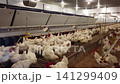 Commercial Broiler Chicken Farm with Automated Feeding and Drinking System 141299409