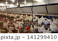 Commercial Broiler Chicken Farm with Automated Feeding and Drinking System 141299410