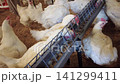Commercial Broiler Chicken Farm with Automated Feeding and Drinking System 141299411