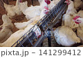 Commercial Broiler Chicken Farm with Automated Feeding and Drinking System 141299412