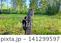 A woodpecker in nature (Dendrocopos major) is sitting on a tree against a picturesque backdrop. 141299597