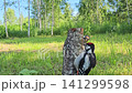 A woodpecker in nature (Dendrocopos major) feeds its chick. 141299598