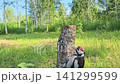 Great Spotted Woodpecker (Dendrocopos major), male feeding a chick. 141299599