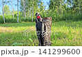 Great Spotted Woodpecker (Dendrocopos major), male feeding a chick in an open area. 141299600