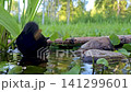 Close-up, side view of a common Eurasian blackbird bathing, with splashes in the air 141299601