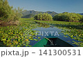 Boat trip through the lush wetlands of Skadar Lake in Montenegro with water lilies, calm reflective waters and mountain scenery. 141300531