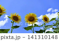 Magnificent sunflowers reaching straight up into the blue sky 141310148