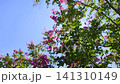 Blue sky, crape myrtle, and sunlight filtering through the trees - Tilt 141310149