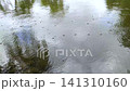 Water striders walking on the surface of a pond reflecting the sky and trees. 141310160