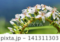 Lysimachia japonica swaying in the wind - Aso 141311303