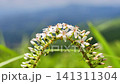 Lysimachia japonica swaying in the wind - Aso 141311304