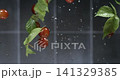 Fresh grapes with leaves and water drops floating in super slow motion on a black background 141329385