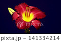 Vibrant Burgundy Daylily Flower on Studio Purple Background 141334214