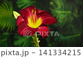 Vibrant Burgundy Daylily Flower on green leaves Background 141334215