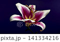 Beautiful pink and white lily flower on purple background 141334216