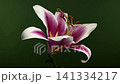 Beautiful pink and white lily flower on green background 141334217
