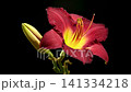 Vibrant Burgundy Daylily Flower on Solid Black Background 141334218
