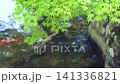Fixed shot of fresh green maple trees and swimming carp on the edge of a pond 141336821