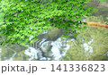 Fixed shot of fresh green maple trees and swimming carp on the edge of a pond 141336823