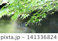A fixed shot of the fresh green maple trees by the pond, shimmering in the reflected light, and the rippling water surface. 141336824