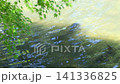 Fixed-camera shot of carp in a pond and maple leaves swaying in the wind. 141336825