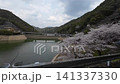 ダム周辺で咲く満開の桜　和歌山県　4月 141337330