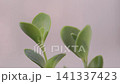 Rain drops on green sedum plant 141337423