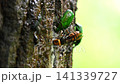 勢いよく溢れ出る樹液と、そこに集まる虫たち 141339727