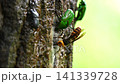 勢いよく溢れ出る樹液と、そこに集まる虫たち 141339728