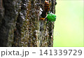 勢いよく溢れ出る樹液と、そこに集まる虫たち 141339729