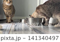 A dog and three cats gather around a bowl to eat together in a house. The animals are focused on their food while sitting on the floor 141340497