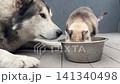 A dog and a cat eat from the same bowl on a porch. The cat leans in closely while the dog watches. They enjoy this time together 141340498