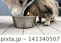 Two animals eat from a bowl placed on the ground. A cat and a dog take turns enjoying their meal outside in a backyard 141340507