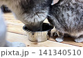 Two cats eat from the same bowl on a wooden floor. They lean in close and use their paws to get food. The setting shows a cozy home environment 141340510