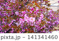 Spring brings blooming trees in a colorful display of blossoms 141341460