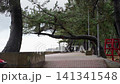 A picturesque coastal promenade, where the branches of lush green pines sway in the wind, arching over the path. 141341548