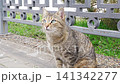 Cat observing surroundings in urban area by the fence 141342277