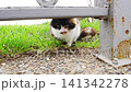 Cat exploring grass near a metal fence in a cloudy area 141342278