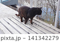 Black cat walks and cleans itself on wooden deck 141342279