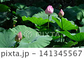 Lotus flowers swaying in the wind 141345567