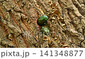 Kanabun 141348877