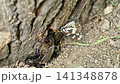 A battle between a spotted butterfly and a female rhinoceros beetle. 141348878
