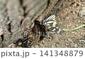 A battle between a spotted butterfly and a female rhinoceros beetle. 141348879