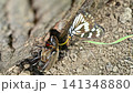 A battle between a spotted butterfly and a female rhinoceros beetle. 141348880