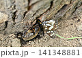 A battle between a spotted butterfly and a female rhinoceros beetle. 141348881
