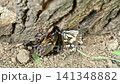 A battle between a spotted butterfly and a female rhinoceros beetle. 141348882