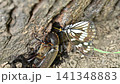 A battle between a spotted butterfly and a female rhinoceros beetle. 141348883