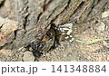 A battle between a spotted butterfly and a female rhinoceros beetle. 141348884